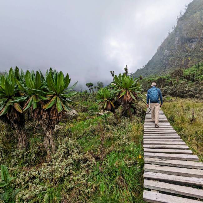 Hiking through the lobelias in the Rwenzori Mountains