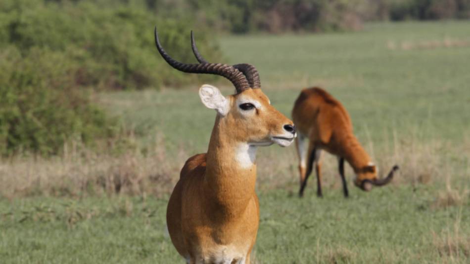 The Ugandan Kob is the country's national animal | Ian Williams