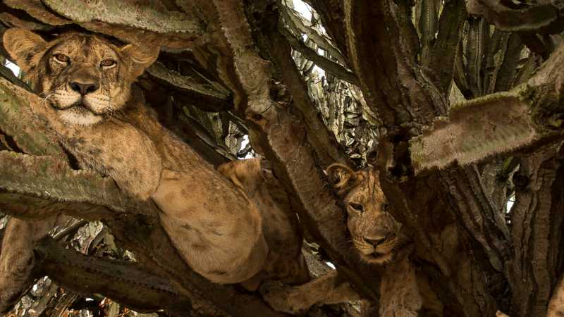 Gaze up to spot a pride of Uganda’s tree-climbing lions.