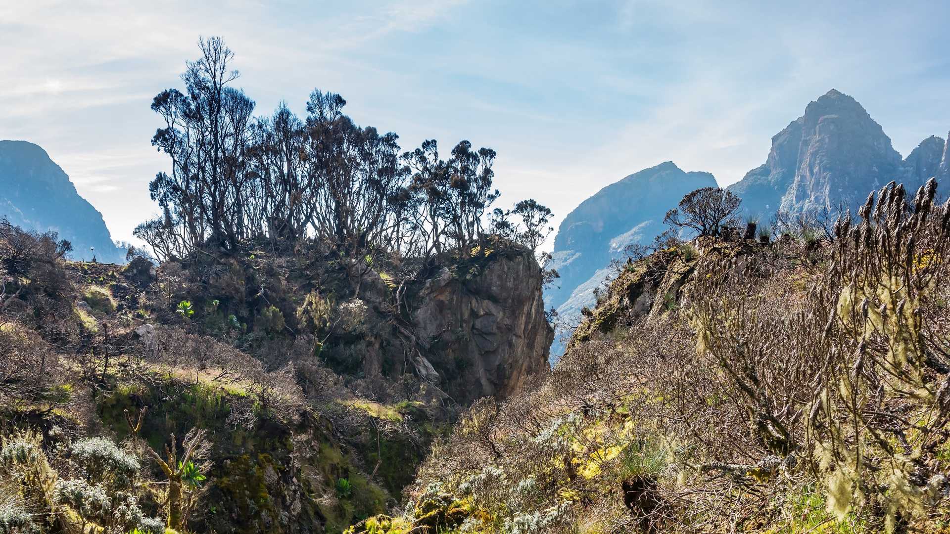 Uganda Rwenzori Mountains Trek | Mountains of the Moon Hike