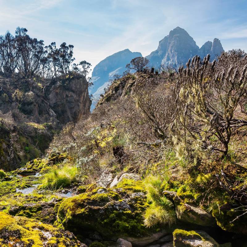 Uganda's wild and rugged Rwenzori mountain range