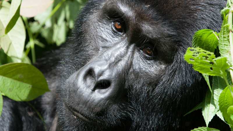 Track Mountain Gorillas in the Bwindi Impenetrable Forest National Park