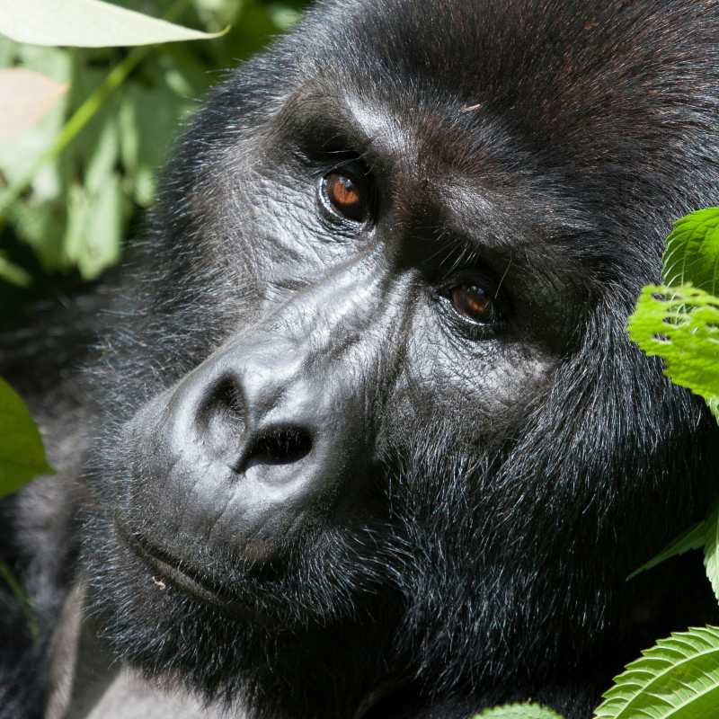Track Mountain Gorillas in the Bwindi Impenetrable Forest National Park