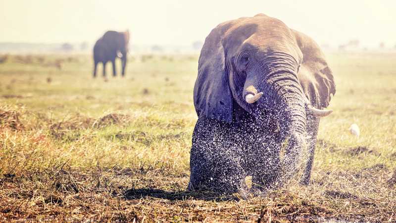 Elephant encounter on the wildlife safari - Zambezi River: Whitewater & Wildlife, Zambia