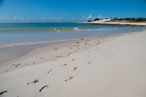 Footprints along the coast of Mozambique&#160;-&#160;<i>Photo:&#160;Bruce Taylor</i>