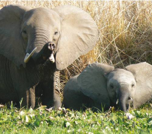 tourhub | World Expeditions | Namibia to Victoria Falls Explorer 