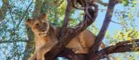 Tree climbing lion relaxing in Zimbabwe | Peter Walton