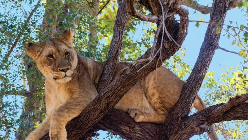 Tree climbing lion relaxing in Zimbabwe | Peter Walton