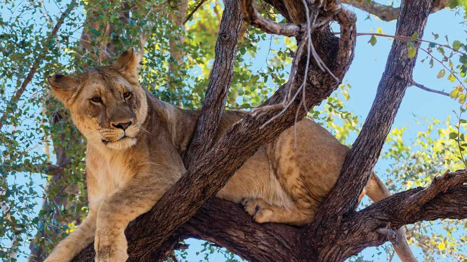 Tree climbing lion relaxing in Zimbabwe | Peter Walton