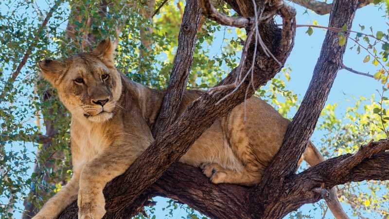 Tree climbing lion relaxing in Zimbabwe | Peter Walton