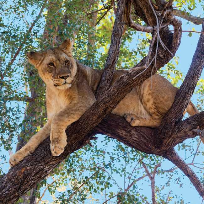 Tree climbing lion relaxing in Zimbabwe | Peter Walton