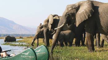Elephants crossing the Zambezi River