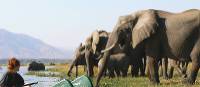 Elephants crossing the Zambezi River | Kerry Murray