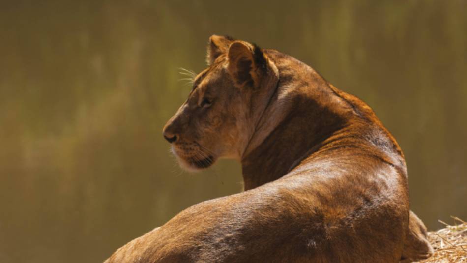 Lazing around | Peter Walton