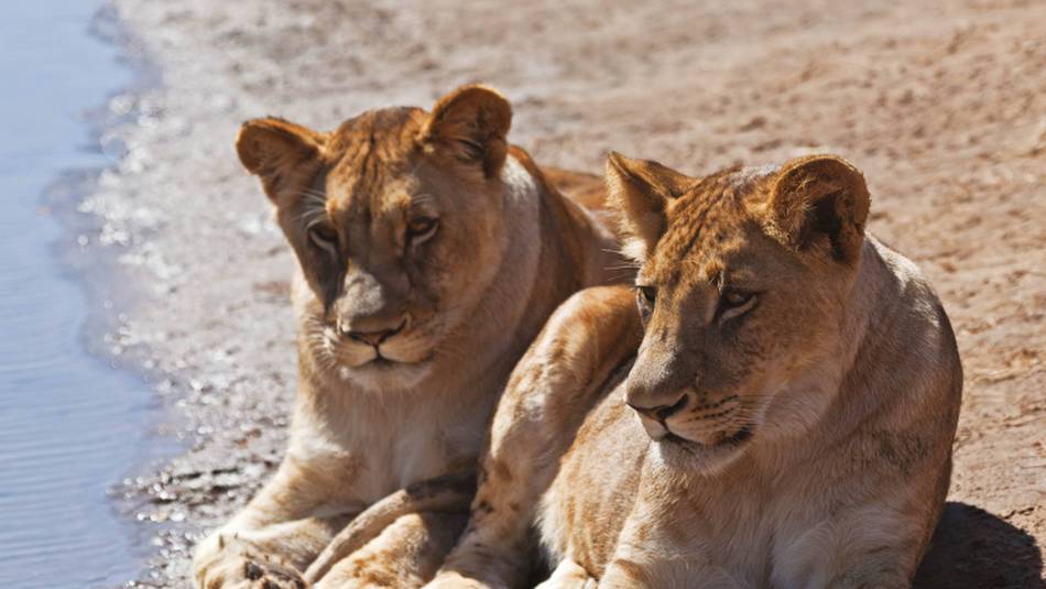 Lioness relaxing by the water | Peter Walton