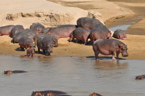 Hippos in South Luangwa National Park&#160;-&#160;<i>Photo:&#160;Bruce Taylor</i>