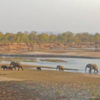Elephants in South Luangwa National Park