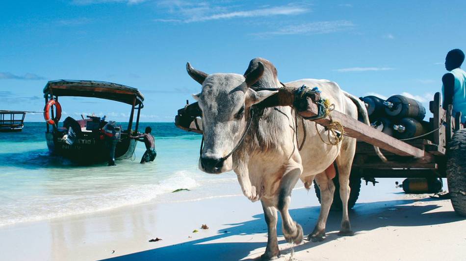 Local transportation options at Nungwi Beach on Zanzibar | Christa Cameron