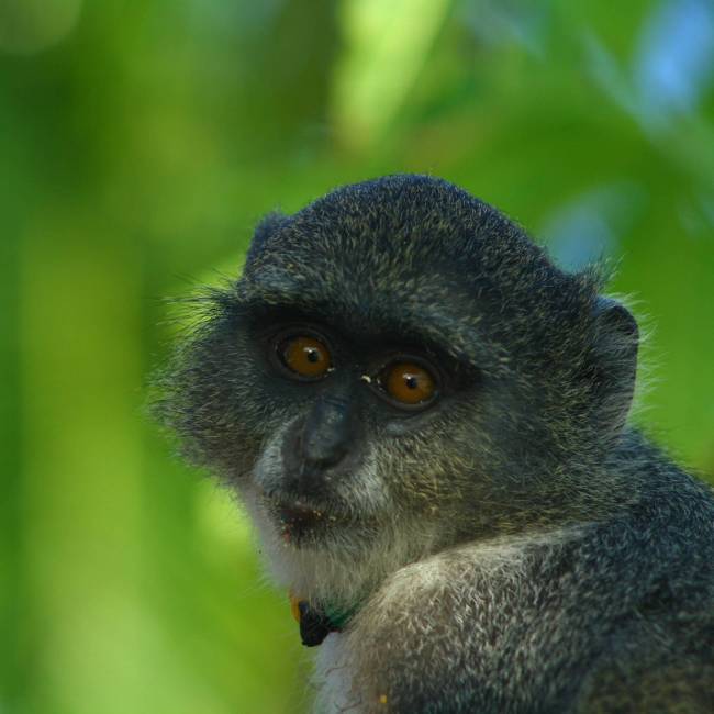 A monkey on Zanzibar