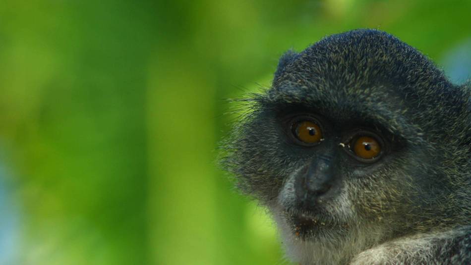 A monkey on Zanzibar