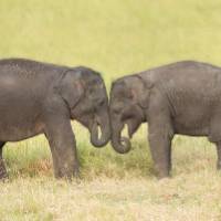 Visiting orphan baby elephants in Udawalawe |  <i>Houndstooth Studio by Alex Cearns</i>