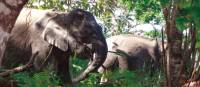 Wild elephants in Borneo | Caroline Mongrain