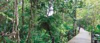 Walking through the lush jungle of Borneo | Caroline Mongrain