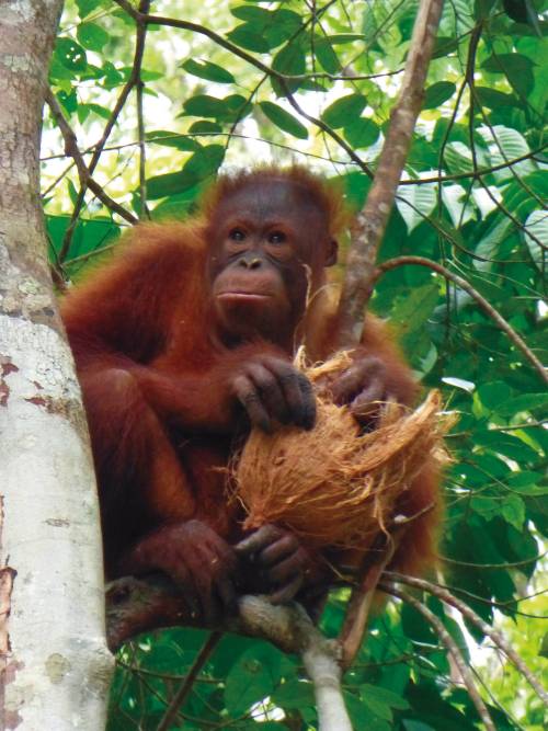 Orangutan just hanging around&#160;-&#160;<i>Photo:&#160;Caroline Mongrain</i>