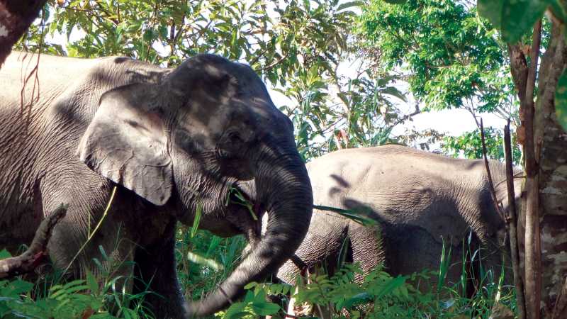 Wild elephants in Borneo | Caroline Mongrain