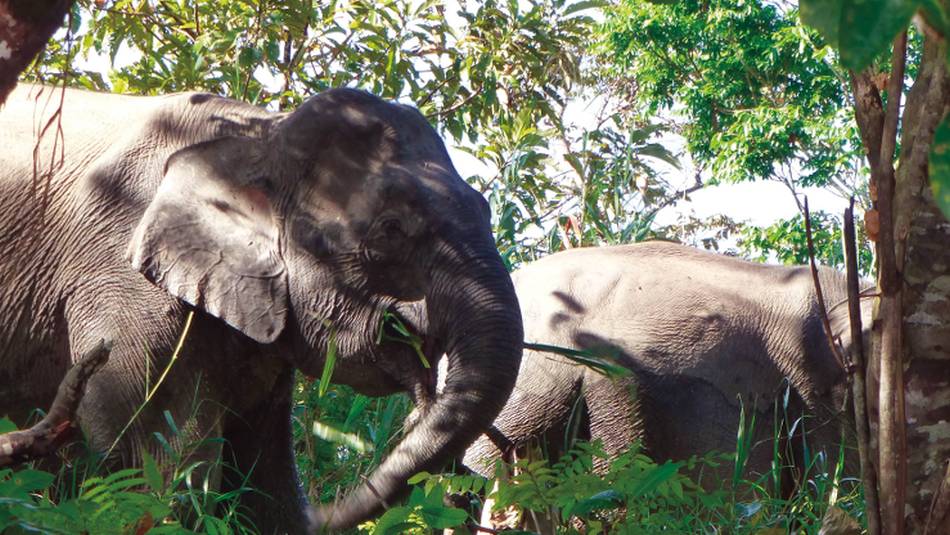 Wild elephants in Borneo | Caroline Mongrain