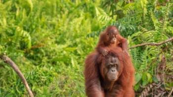 Orangutan,lukaszemanphoto Wild Orangutan, Kalimantan, Borneo