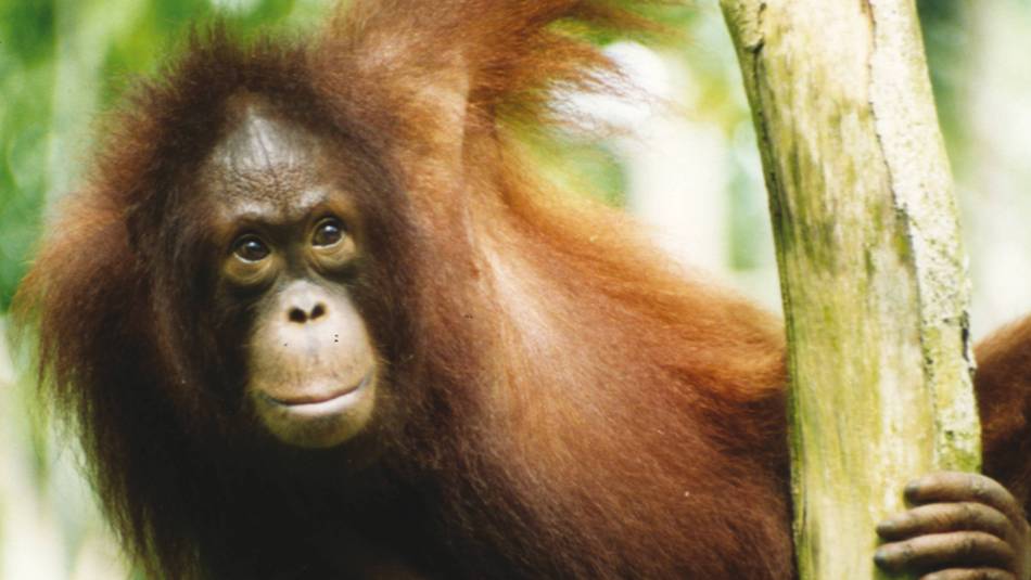 Young orangutan on the Red Ape Trail | Kate Baker
