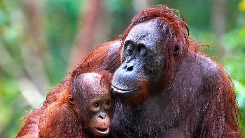 Orangutan in Borneo