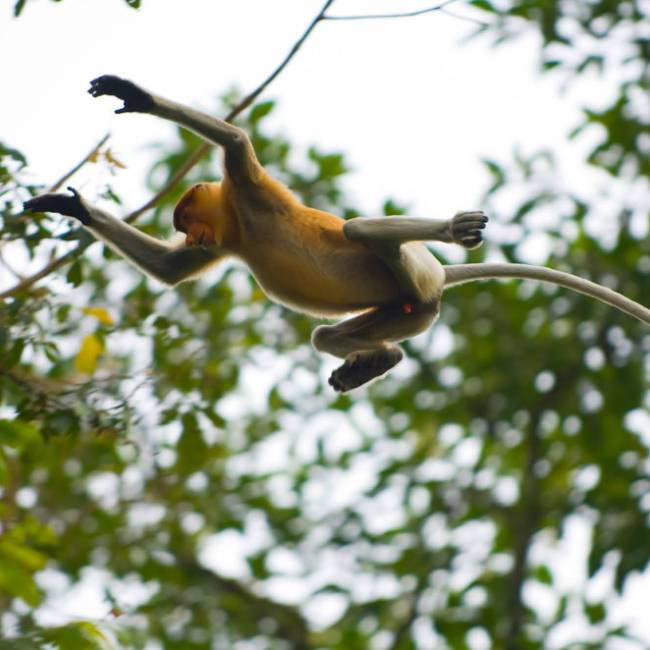 A proboscis monkey in full flight, Borneo