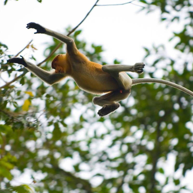 A proboscis monkey in full flight, Borneo