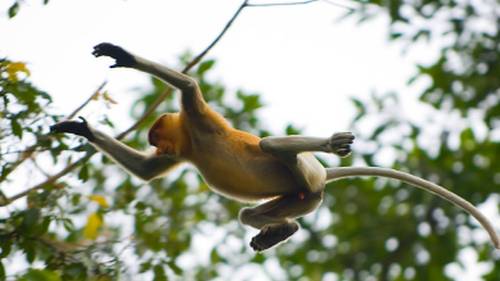 A proboscis monkey in full flight, Borneo