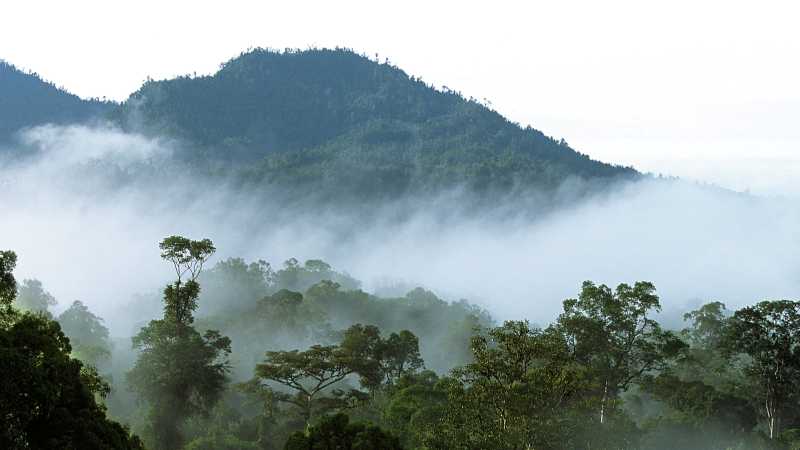 Rainforest in Borneo's Mulu National Park