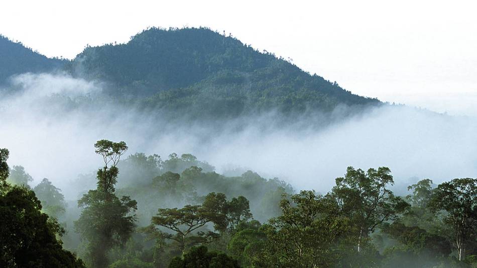 Rainforest in Borneo's Mulu National Park