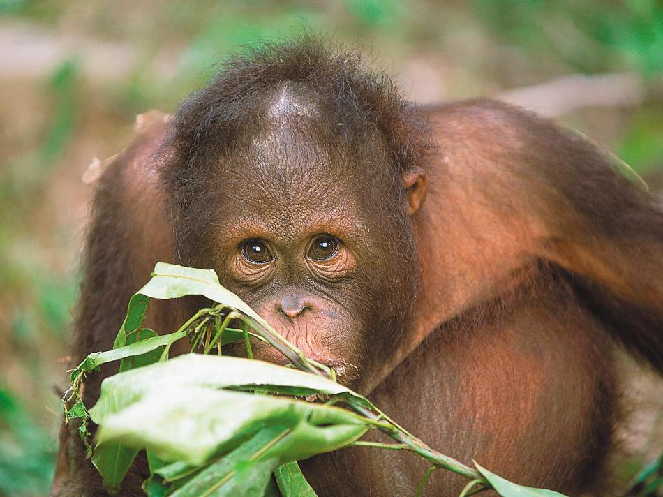 An orangutan in Sepilok -  Photo: David Kirkland
