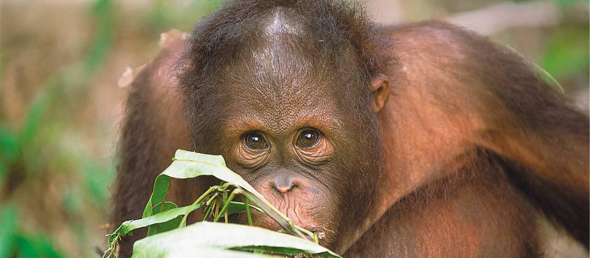 Chuqur, uzun va nozik minus