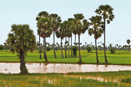 Kompong Cham once known as "The city of Gardens"&#160;-&#160;<i>Photo:&#160;Peter Walton</i>
