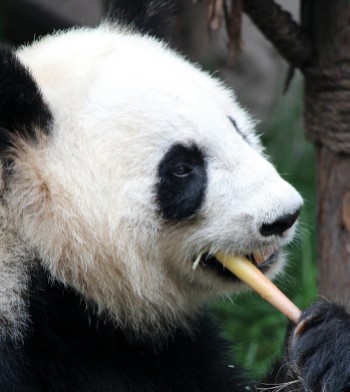 Exploring the Panda Research Centre in Chengdu&#160;-&#160;<i>Photo:&#160;Alana Johnstone</i>