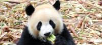 A delightful Panda enjoying a snack in Chengdu. | Alana Johnstone