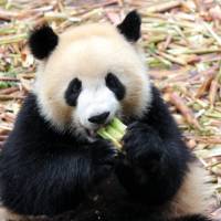 A delightful Panda enjoying a snack in Chengdu. | Alana Johnstone
