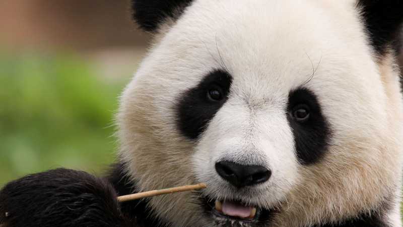 China panda, Chengdu - Premium China: Natural Wonders & Cultural Highlights, China