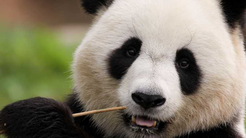 China panda, Chengdu - Western Silk Road: Chengdu to Jiayuguan, China