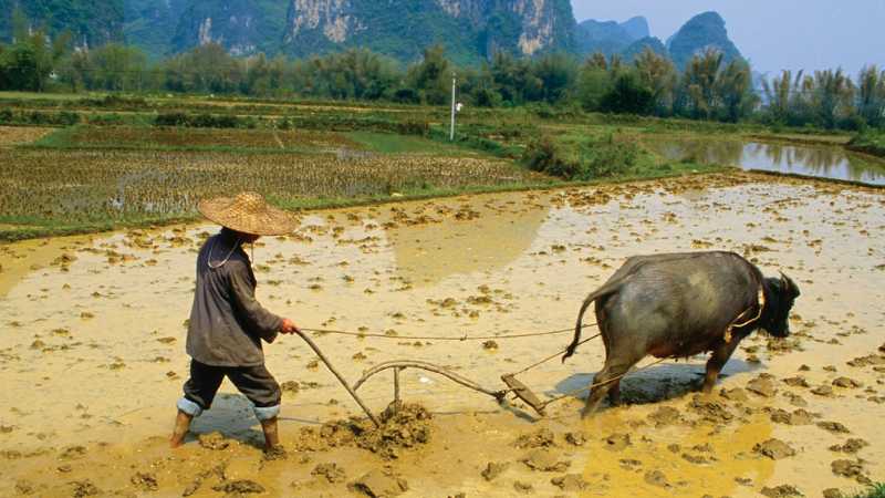 Traditional farmers and buffalo in rural province of china