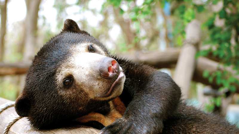 A Sun bear at Free the Bears, Phnom Tamao | Julie Miller