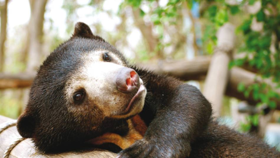 A Sun bear at Free the Bears, Phnom Tamao | Julie Miller