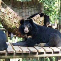 Sun bear lazing around at the Free the Bears Sanctuary | Kylie Turner